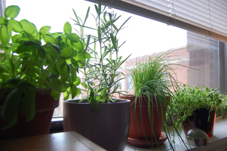 Így termeszthetünk növényeket az ablakpárkányon
