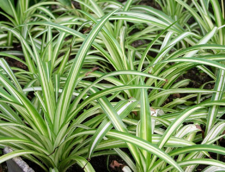 Zöldike – az egyik legjobb légtisztító szobanövény